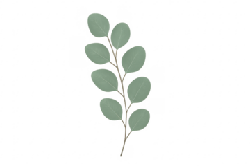Eucalyptus sprig with leaves and branch on transparent background