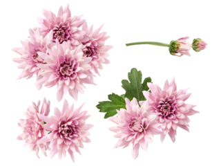 elegant pink chrysanthemum blooms with a hint of mystery, excellent for floral-themed posters and social media visuals symbolizing affection and appreciation