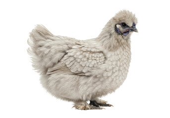 Isolated Silkie chicken, a breed of domestic fowl, soft feathering, fluffy plumage
