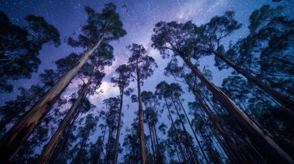 Tall eucalyptus trees reaching for a starry night sky in low angle view in a forest in Australia