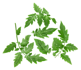 lush green tomato plant leaves offering vibrancy and freshness for organic gardening, healthy eating themes, and sustainable lifestyle content on transparent background