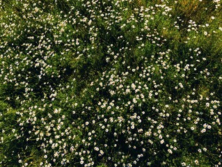 Fototapeta premium Aerial view of a field of daisies in full bloom on a sunny day in the countryside; a natural and peaceful scene