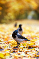 birds, grey crow walks along a path in the park among fallen maple leaves
