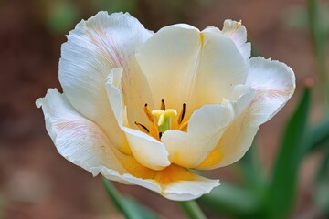 Fototapeta premium Close-up of a Creamy White Tulip Blooming in Garden Setting with Soft Lighting and Delicate Petal Texture