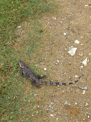 lizard carcasses lying on the ground