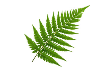 Isolated fern frond foliage, green tropical decorative design element, garden botanical detail © Isolde
