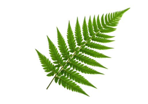 Isolated fern frond foliage, green tropical decorative design element, garden botanical detail