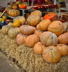 Large ripe pumpkins rest on hay at a spacious country market stall, creating a warm and rustic...