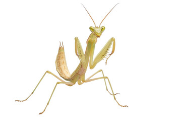Isolated praying mantis posing attentively, naturalistic pose, poised predator, insect life