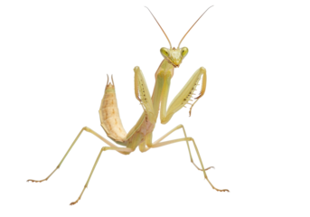 Isolated praying mantis posing attentively, naturalistic pose, poised predator, insect life