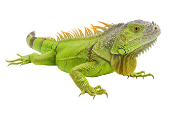 Isolated Green Iguana Reptile Resting on a Clean Surface, a Tropical Pet with Colorful Scales