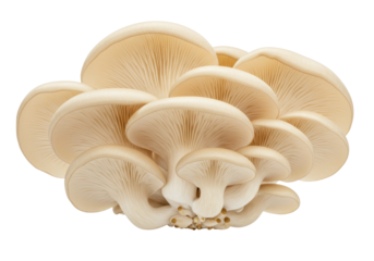 Isolated oyster mushrooms ready to be cooked in the kitchen, a bunch of healthy tasty fungi