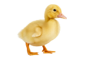 Isolated Cute Yellow Duckling Standing Quietly, Calm and Focused, Looking to the Side