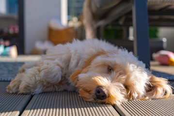 Maltipoo Puppy Relaxing on Sunny Outdoor Deck