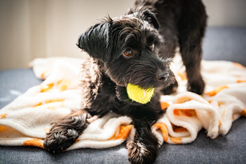 Black York Dog with Tennis Ball on Couch