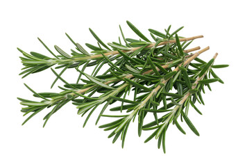 Isolated rosemary sprigs, fresh and aromatic herb for cooking and seasoning food items
