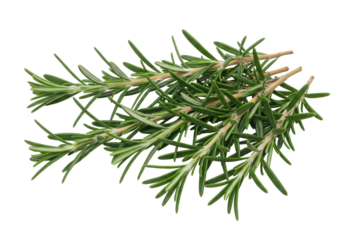 Isolated rosemary sprigs, fresh and aromatic herb for cooking and seasoning food items