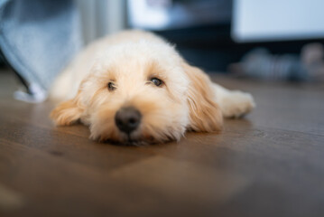 Close-Up Portrait of a Sleeping Maltipoo Puppy