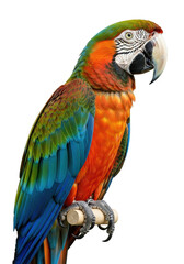 Fototapeta premium Adult Scarlet Macaw, vibrant sapphire blue, golden yellow, emerald green plumage, sharp dark eyes, black beak, perched, transparent studio background. Concept of exotic avian beauty