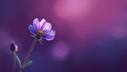 Violet Blooms Serenity. A Delicate Floral Portrait Against a Dreamy Backdrop.