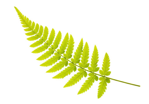 Isolated Fern frond on white, vibrant green foliage of a fern plant, close-up view