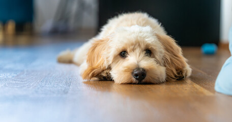 Adorable Maltipoo Puppy Resting on the Floor