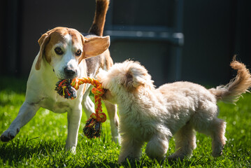Beagle and Maltipoo Puppy Pulling on a Rope Toy