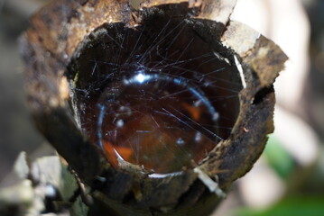 Spider Web and Water in Broken Bamboo Stump Macro Shot