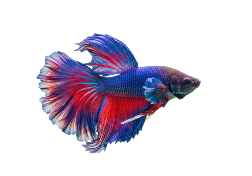 Isolated Betta fish swimming, red and blue colors, elegant tail fins, tropical freshwater