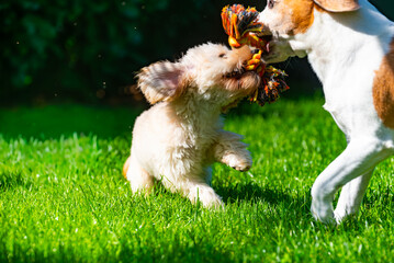 Maltipoo Puppy and Beagle Playing Tug-of-War Close-Up