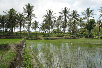 Obraz premium Tropical Rice Paddy Field with Coconut Palm Trees and Reflections