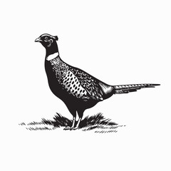 Wild Pheasant Bird Vector Illustration Isolated on white background