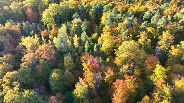 Aerial drone footage of tilt movement over beautiful colorful autumnal forest in the late afternoon