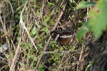Brown and White Tropical Butterfly Resting on Forest Ground