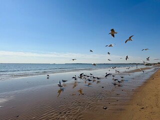 seagulls on the beach
