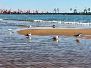 seagulls on the beach