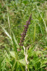 Slender Stem of Wild Purple Salvia Flower in Grass Field
