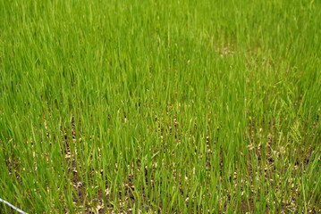 Dense Field of Vibrant Green Young Rice Seedlings Macro