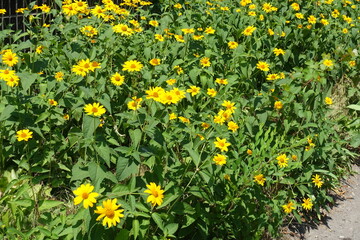 Multiple yellow flowers of Heliopsis helianthoides in mid July