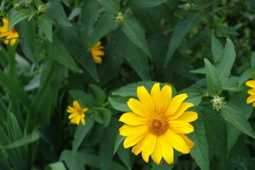 Simple yellow flower of Heliopsis helianthoides in June