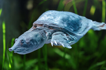 Obraz premium Frontal Portrait view of a Chinese softshell turtle (Pelodiscus sinensis) 