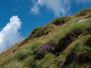 Mountain Slope with Wildflowers and Grass under a Blue Sky with Clouds Nature Scene Landscape View