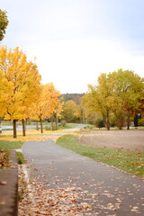 Naklejka premium autumn background, autumn colors, leafs