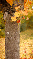 autumn background, autumn colors, leafs