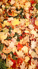 autumn photos, nature in autumn, autumn colors