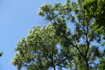 Azure blue sky and blossoming branches of Styphnolobium japonicum tree in July
