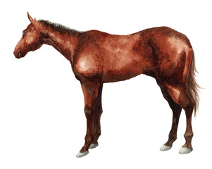 アナログ水彩画馬の全身