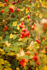 autumn background, autumn colors, leafs