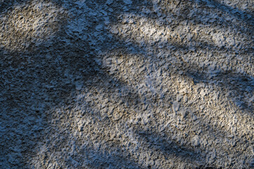 Sunlight and Leaf Shadows on a Plastered Wall