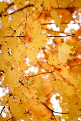 autumn background, autumn colors, leafs